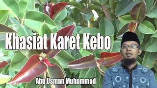 Dialog Herbal  Abu Usman Muhammad  Khasiat Karet Kebo [upl. by Reese]