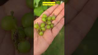 Harvesting Grapes  Experiment pass yaan fail shorts [upl. by Hali50]