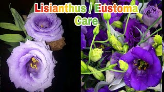 Lisianthus  Eustoma flower plant Care in Hindi by Garden gyan [upl. by Neron452]