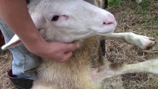 Foot Rot In Sheep – And How To Treat It [upl. by Shay558]