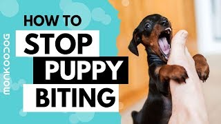 How to STOP PUPPY BITING with just 3 TRICKS at early stage  Monkoodog [upl. by Erdnaxela328]