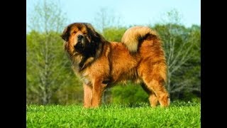 Giant Tibetan Mastiff  Goliath Dog [upl. by Aihsaei574]