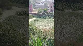 otithi birds  অতিথি পাখি [upl. by Magocsi]