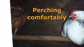 Perches  What your chickens want and wish you knew [upl. by Nichy]