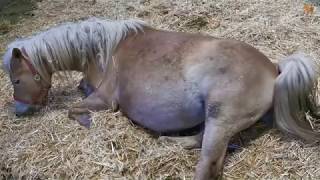 Haflinger Gestüt Meura  Fohlengeburt [upl. by Ettelra]