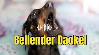 Dackel Hundegebell  So klingt ein bellender Dackel [upl. by Oiramaj123]