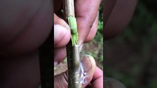 New Guava Budding Techniques gardening graft graftingshorts [upl. by Wohlert208]