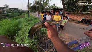 ഒരു നാടൻ വരാൽ ഫിഷിങ് വീഡിയോ 😂Channa striata fishing in kerala snakehead [upl. by Sivlek]