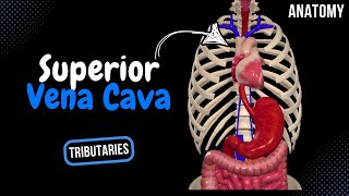 Superior Vena Cava Tributaries Azygos Hemiazygos Brachiocephalic  Anatomy [upl. by Arayk645]