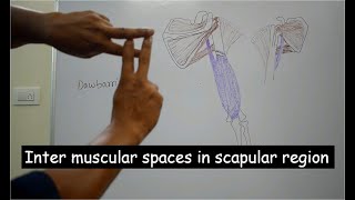 Inter muscular spaces in scapular region  made easy for first year medical students  By Dr Ashok [upl. by Rukna]