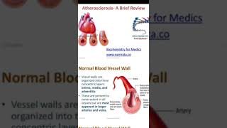 Atherosclerosis  A brief review normal blood vessel wall video 📸📷 [upl. by Neelhtac]