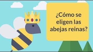 ¿Cómo se elige una abeja reina SABIAS [upl. by Aerdnod799]