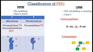 Penicillin Binding Proteins English [upl. by Yemirej]