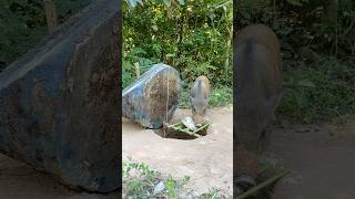 Amazing Wild boar Trapping Tool Using Big Wood Fall in to Deep Hole animalsshortsvideo [upl. by Persis]