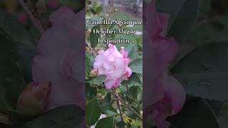 Camellia Sasanqua October Magic Inspiration [upl. by Eissahc]