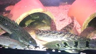 Upper jaw bichirs feeding [upl. by Annahsed]