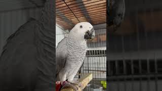 All About African Grey Parrots shortsviral parrot [upl. by Einhoj]