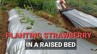 Grow or Plant Strawberry in a Raised Bed [upl. by Gaw408]