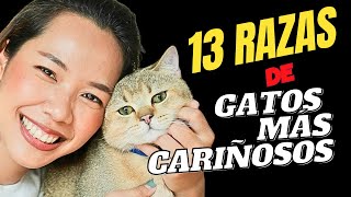 LAS 13 RAZAS DE GATOS MAS CARIÑOSOS ▶ QUE DEBES CONOCER 🐱💕 [upl. by Cilka]