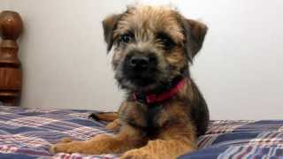 12 week old Border Terrier Millie learns to Leave it [upl. by Jehius]