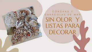 🐚COMO LIMPIAR Y PULIR CONCHAS DE MAR  HOW TO CLEAN SEASHELLS  TRABAJOS CON CONCHAS DE MAR [upl. by Sane]