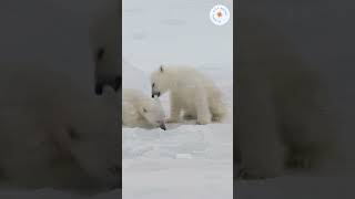 Exploring the Arctic Wonderland A Journey to Svalbard Norway  shorts svalbard norway europe [upl. by Tham816]