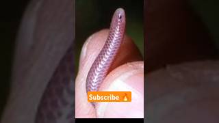 Barbados Thread Snake 🔥shorts facts factshorts factsinhindi dadajifacts snake barbados small [upl. by Nhoj]