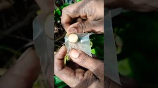 Fig Tree Grafting  figfruit shortvideo shorts short grafting [upl. by Weatherley218]