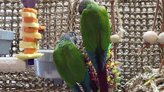 conure parakeet sounds for lonely birds to make them happy [upl. by Eyram733]