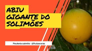 Pouteria caimito  Cultivar Abiu Gigante do Solimões  Doce igual algodão doce [upl. by Enamrej]