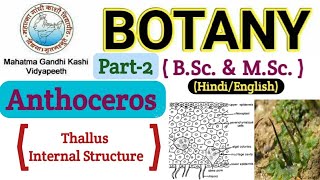 Anthoceros Anthoceros thallus Internal Structure BSc 1st year BotanyAnthoceros Thallus Structure [upl. by Ena]