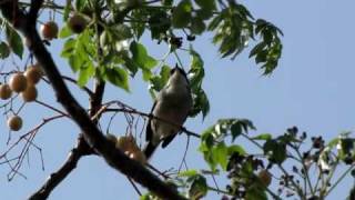 Sardinian warbler [upl. by Ellenahc259]