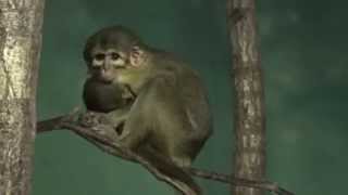 Gabon Talapoin Monkey Miopithecus ogouensis Prague Zoo קוף טלפוין גבוני [upl. by Bernardo]