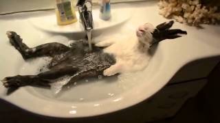 lapin relaxe qui prend son bain [upl. by Amehsat]