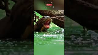 Otters vs crocodile 🦦🐊 animals nature wildlife [upl. by Asena629]