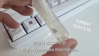 르완다 피그미 수련 Nymphaea thermarum 1일차 [upl. by Atival348]