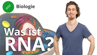 RNA Was ist das und wie ist sie aufgebaut – Biologie  Duden Learnattack [upl. by Mendelson]