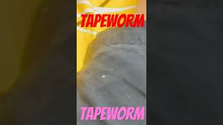 Tapeworm [upl. by Royd842]