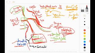 hypoglossal nerve [upl. by Yelsel727]