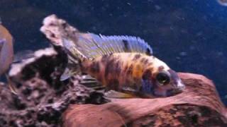 OB Peacock Cichlid  Aulonocara Hybrid [upl. by Eceer622]