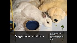 Megacolon in rabbits [upl. by Annoiek380]