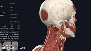 Occipital NeuralgiaSplenius Irritation [upl. by Lundt550]