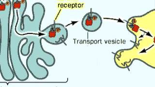 The Process of Glycosylation of Proteins [upl. by Richma]