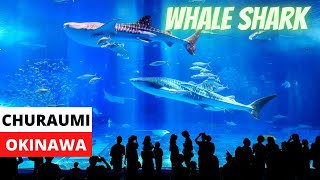 Okinawa Churaumi Aquarium Part11 New Version [upl. by Tterraj]