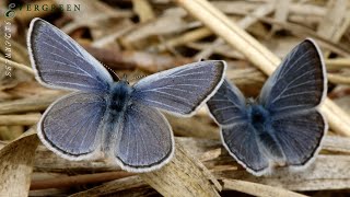 Bugs of the Pacific Northwest [upl. by Aira500]