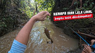 WUJUD ASLI LELE LOKAL‼️Aku Mancing Di Spot Sungai Keruh Sehabis Hujan  STRIKE LELE LOKAL KETUA [upl. by Jevon]