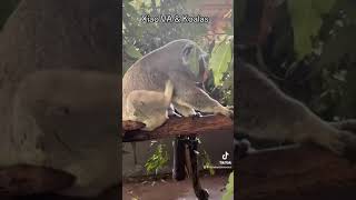 Xiao VA KOALATY Time  Feeding a Koala in Brisbane  Genshin Impact [upl. by Gunner]