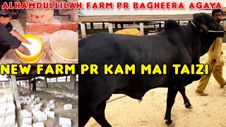 New Farm Pe Bagheera Agaya 😱  Kam Mai Taizi 140 Ki Speed Se 🤗 [upl. by Slaohcin243]