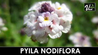 VERBA VOLANT  Phyla nodiflora [upl. by Myer]