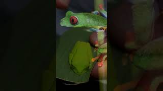 Red eyed Tree Frog  Species Fact Card [upl. by Gilba]